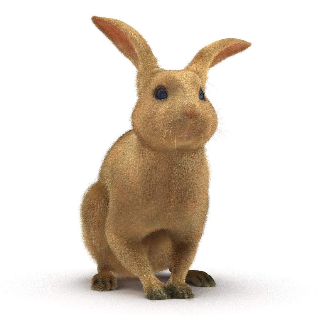 3d Rabbit Pose 3 Model