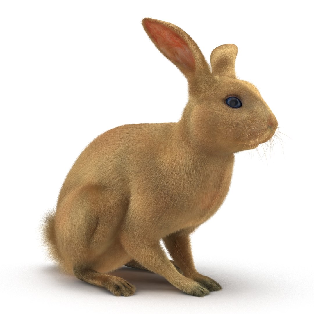 3d Rabbit Pose 3 Model