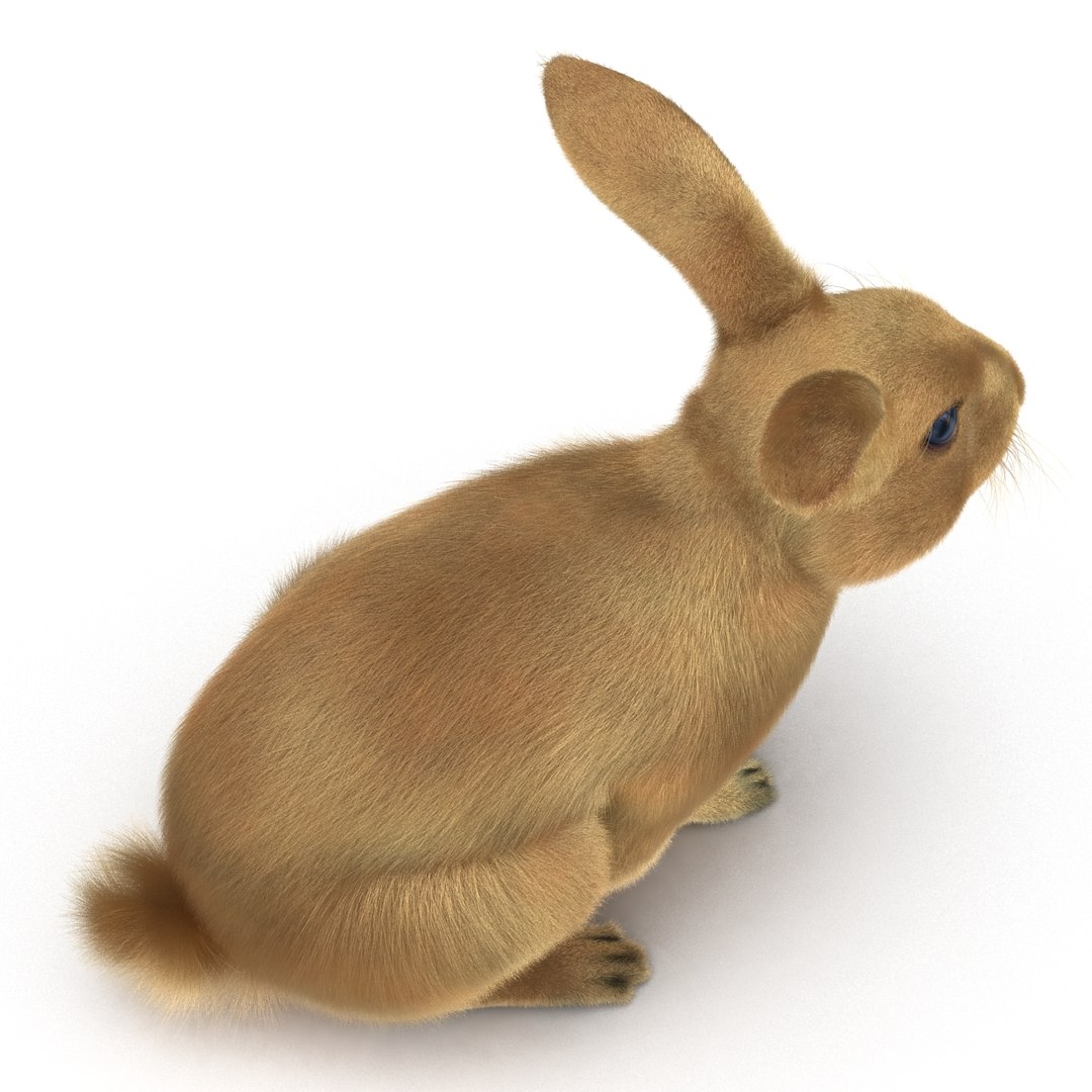 3d Rabbit Pose 3 Model