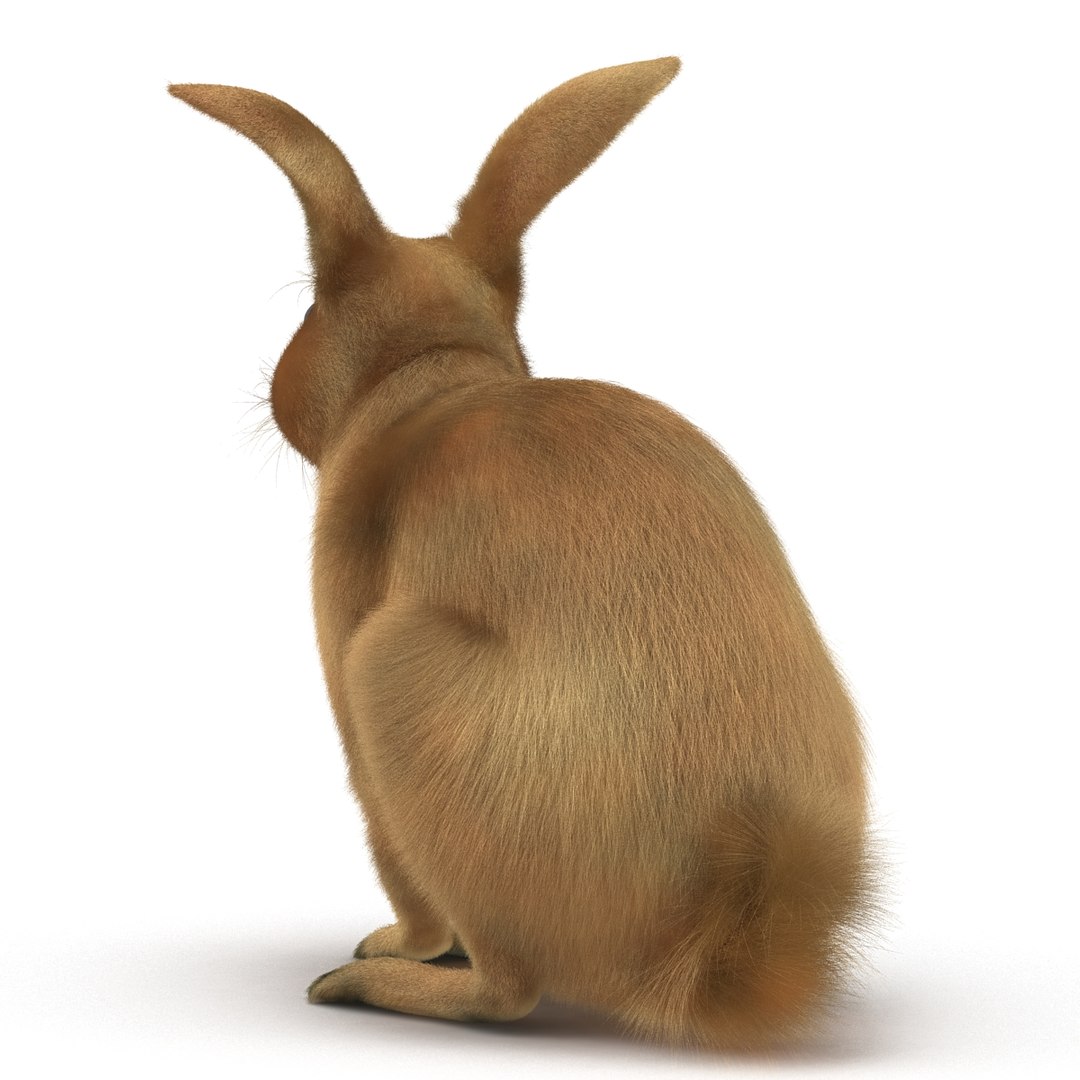 3d Rabbit Pose 3 Model