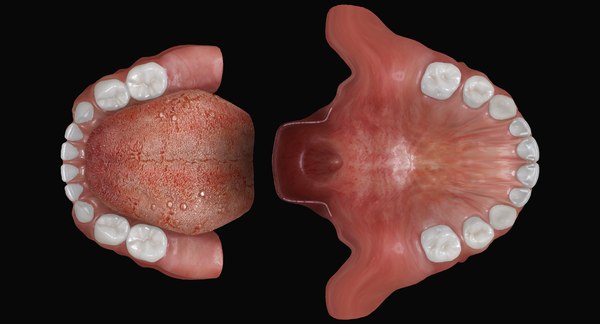 primary dentition gums mouth 3d max