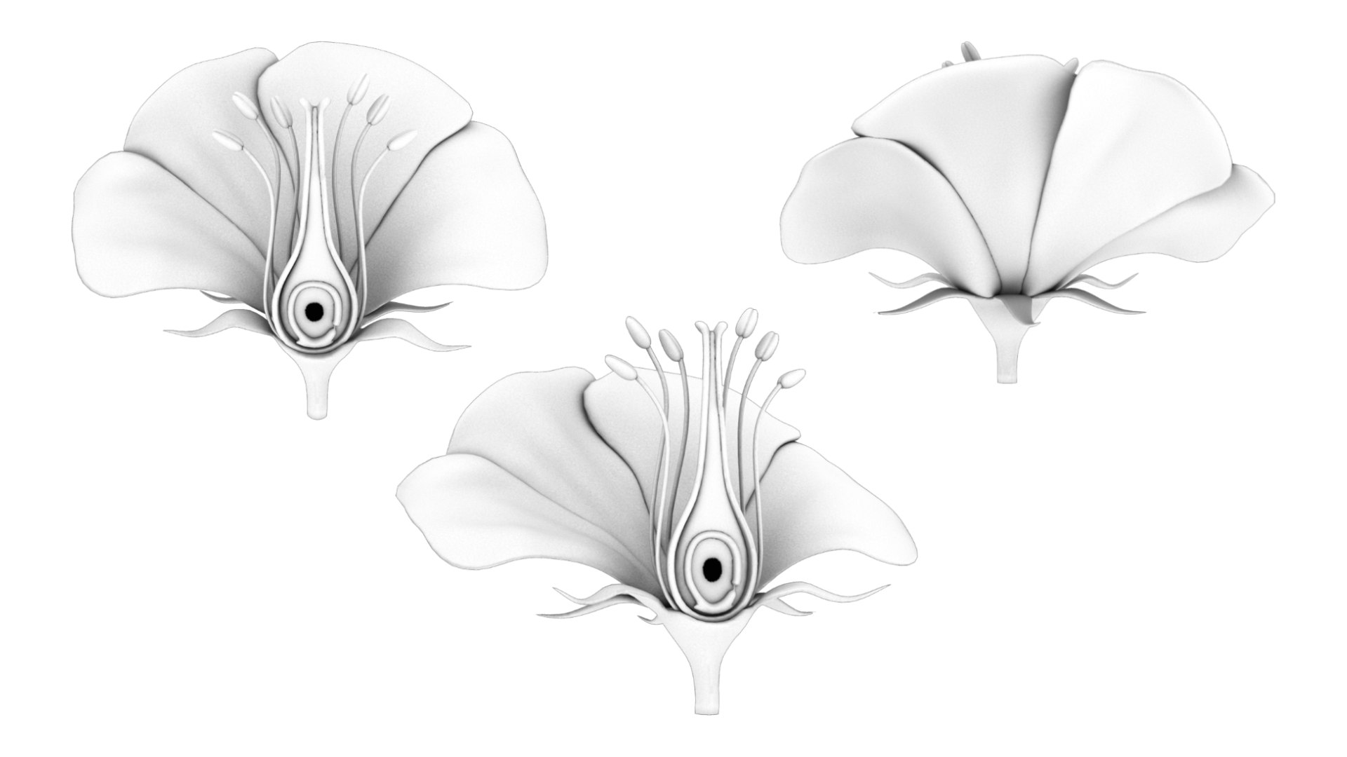 Parts Of A Flower Ovary Stages 3D Model TurboSquid 2137579