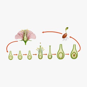 3D Ovary Models | TurboSquid