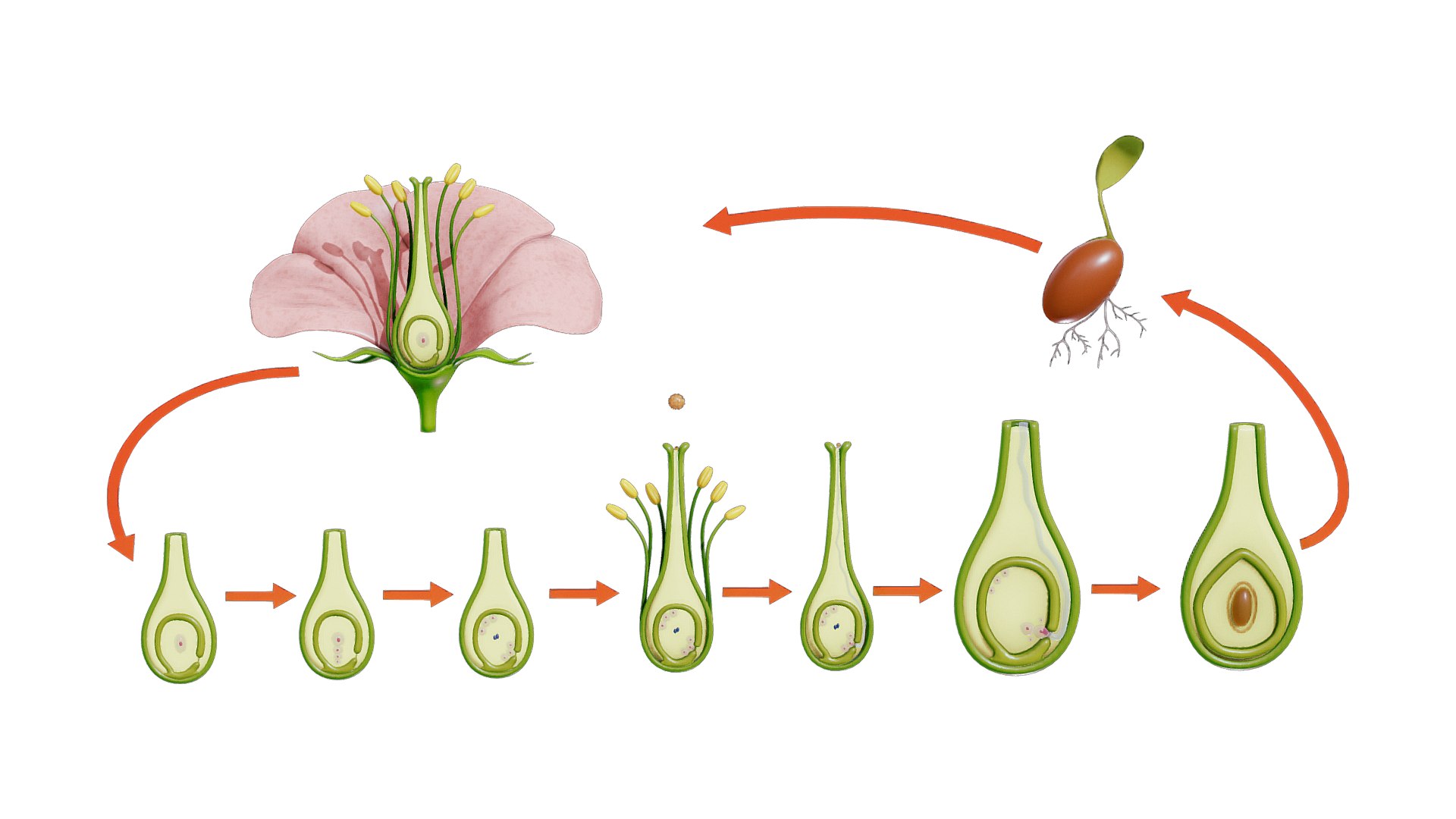 Parts Of A Flower Ovary Stages 3D Model TurboSquid 2137579