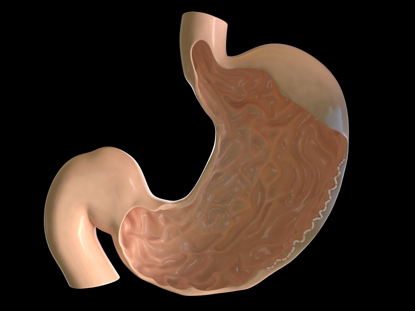 stomach medical 3d model https://p.turbosquid.com/ts-thumb/eZ/TrKKzO/6RVQQVs9/r5withcells/jpg/1464223909/1920x1080/fit_q87/cda1b5422c3d0cab71ac6b8743a87f8409d3bb32/r5withcells.jpg