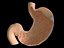 stomach