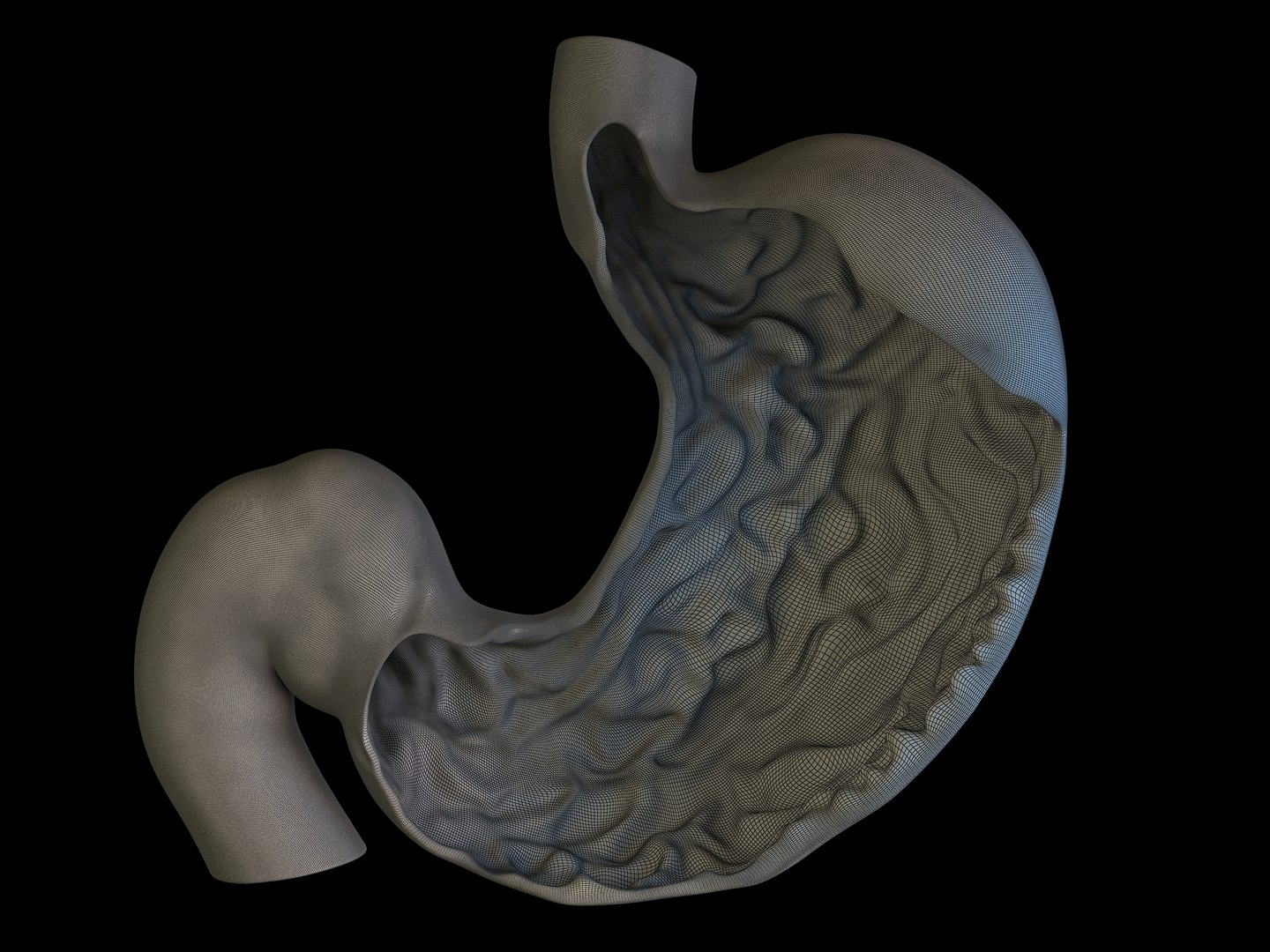 stomach medical 3d model https://p.turbosquid.com/ts-thumb/eZ/TrKKzO/RTGZY9zy/r2wire/jpg/1464223909/1920x1080/fit_q87/cf07e9c90529ad90d7d094a8120130932c8783ca/r2wire.jpg