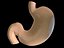 stomach