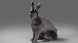 Rabbit Blender Models for Download | TurboSquid