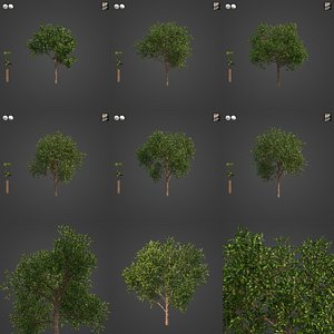 2021 PBR Avocado Tree Collection - Persea Americana 3D model