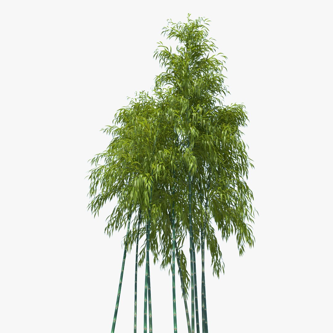 bamboo tree 3d obj