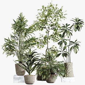 AV Indoor Plants Set 304 Areca Palm and Dracaena Marginata and Lemon Dragon and Ficus model
