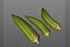 Lady Finger Okra