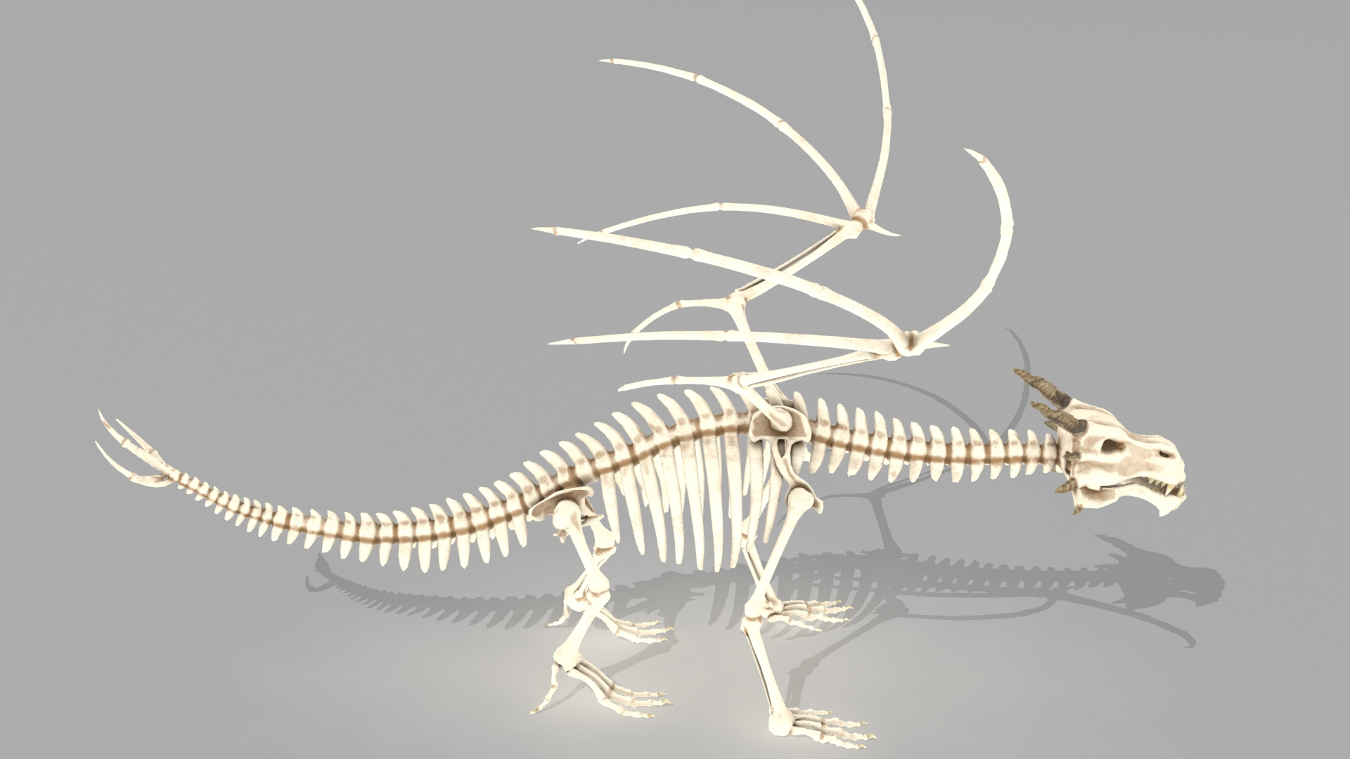 Скелет морского дракона