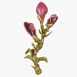 3D Triblossomia Alien Flora Creature model