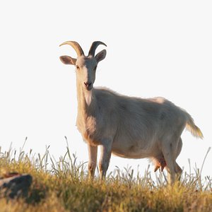 3D model Goat 01 Animated