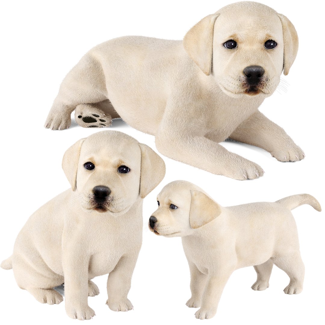 3D Labrador Puppy Model - TurboSquid 2398773