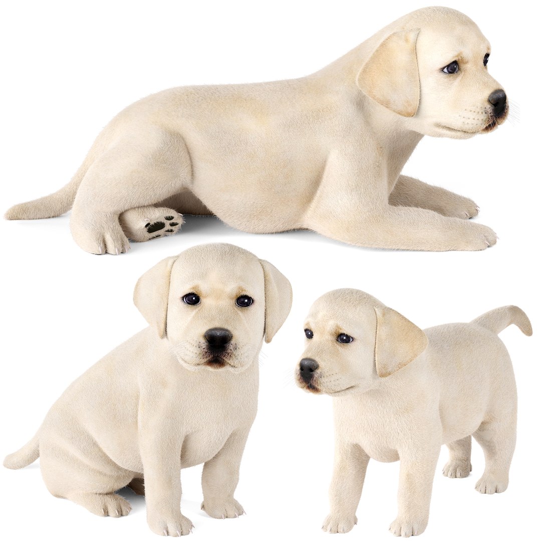 3D Labrador Puppy Model - TurboSquid 2398773
