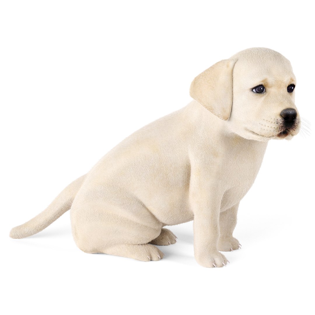 3D Labrador Puppy Model - TurboSquid 2398773