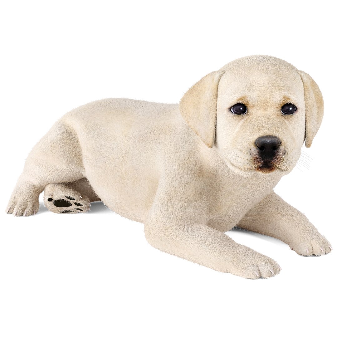 3D Labrador Puppy Model - TurboSquid 2398773