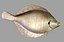 Fish Collection (plaice,catfish,herring,perch)