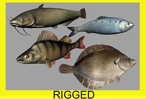 Fish Collection (plaice,catfish,herring,perch)