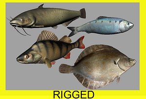 Fish Collection (plaice,catfish,herring,perch)