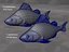 Fish Collection (plaice,catfish,herring,perch)