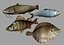Fish Collection (plaice,catfish,herring,perch)