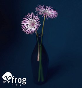 XfrogPlants Spider Gerbera