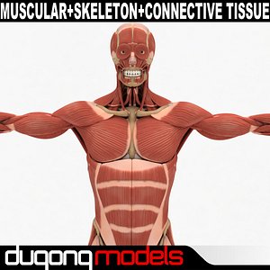 Human Muscular & Skeleton System & Connetive Tissue