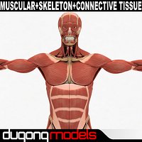 Human Muscular & Skeleton System & Connetive Tissue