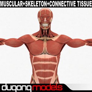 Human Muscular & Skeleton System & Connetive Tissue