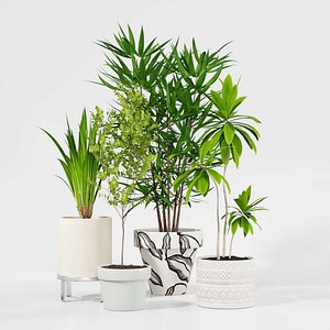 Indoor plant collection 57