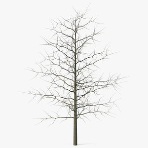 Winter Bare Oak Tree
