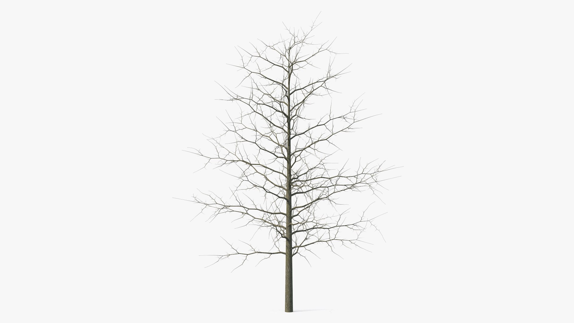 Winter Bare Oak Tree 3D model preview