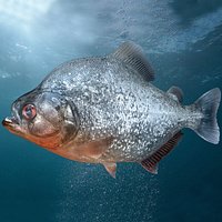 Piranha Rigged for Maya