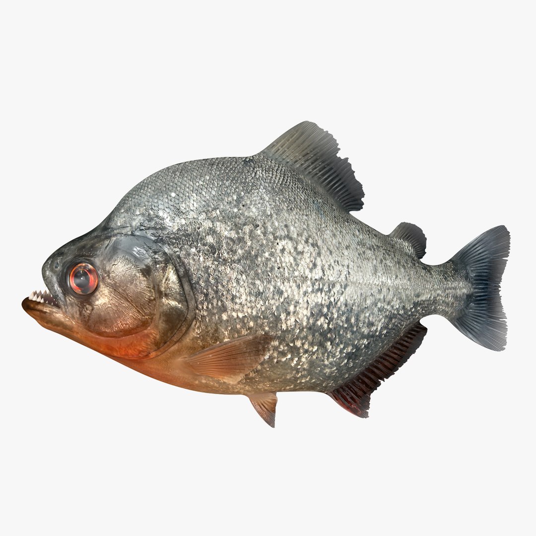 Piranha Rigged for Maya 3D model preview