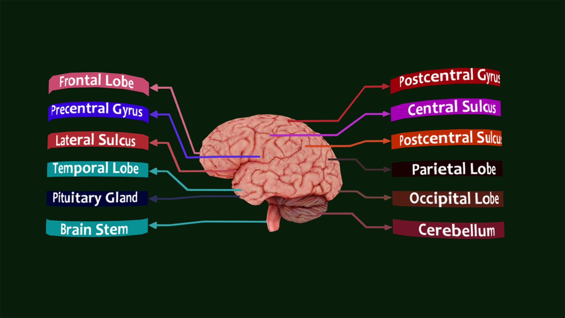 3D model Brain - Labelled Diagram of Human Brain https://p.turbosquid.com/ts-thumb/ea/zmcy5i/sP/brainlabelleddiagramofhumanbrain_brain3dmodel1/png/1737369410/1920x1080/fit_q87/7034db0575a56dd9d847cc7cbfd03c95d7eb814c/brainlabelleddiagramofhumanbrain_brain3dmodel1.jpg