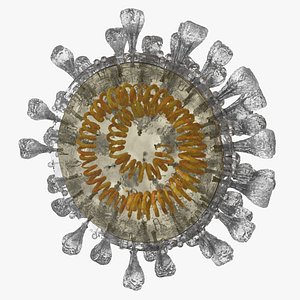 Novel Coronavirus Cross Section