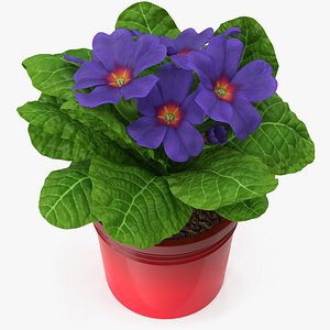 3D Primula Vulgaris in Pot Purple model
