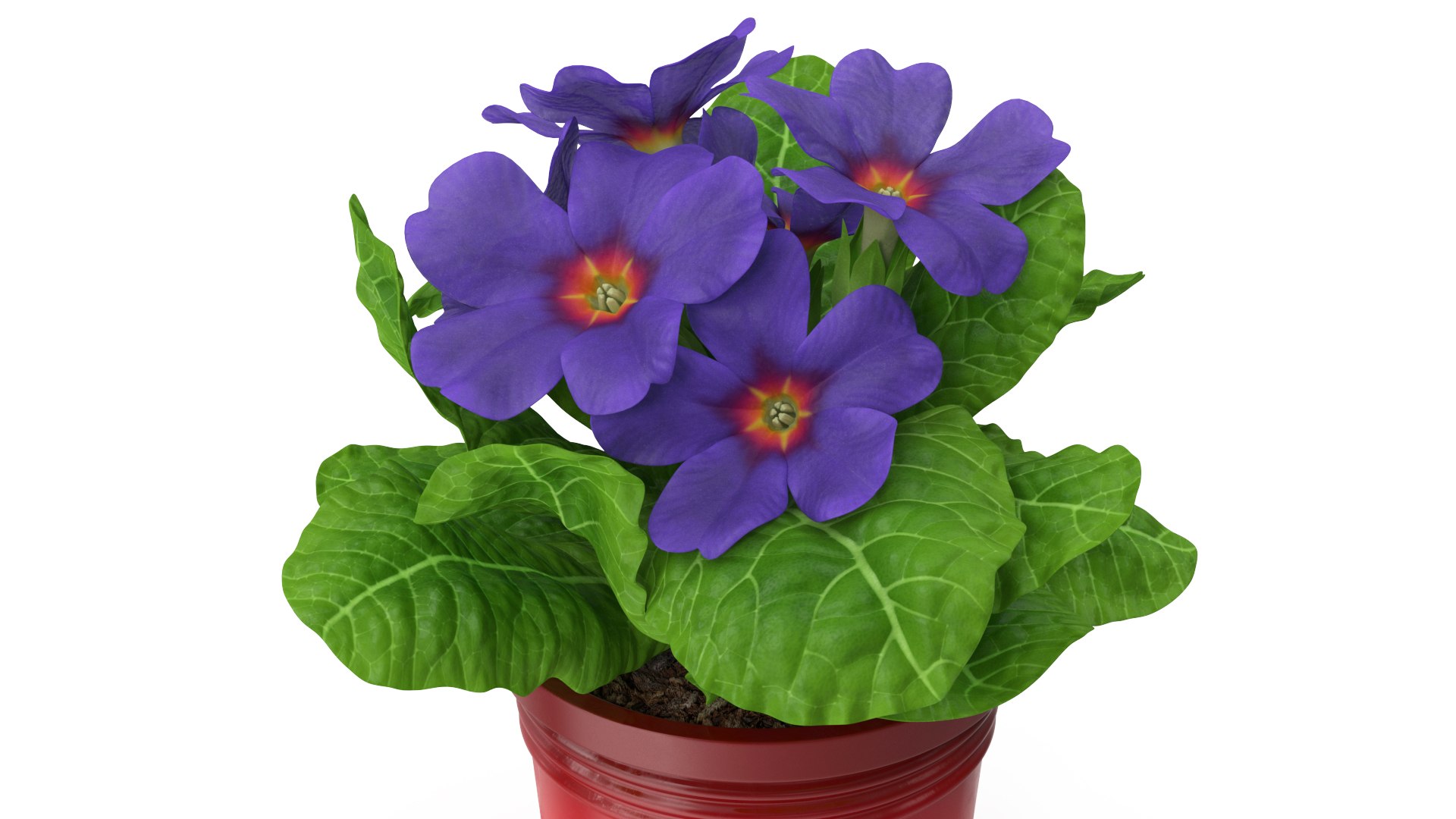 3D Primula Vulgaris In Pot Purple Model - TurboSquid 2068461
