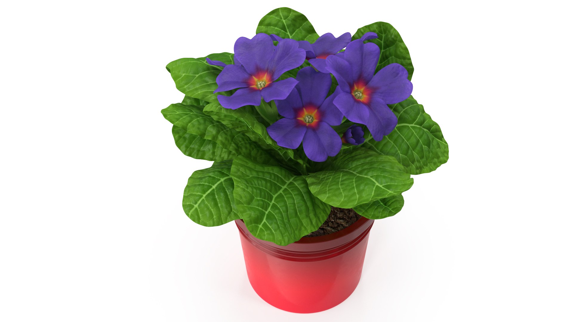 Primula Vulgaris in Pot Purple 3D model preview