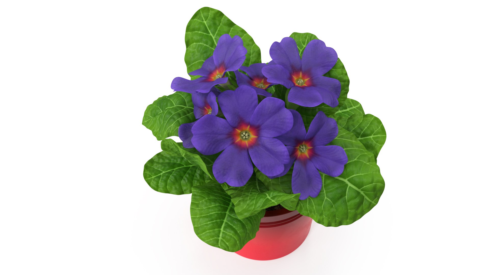 3D Primula Vulgaris In Pot Purple Model - TurboSquid 2068461