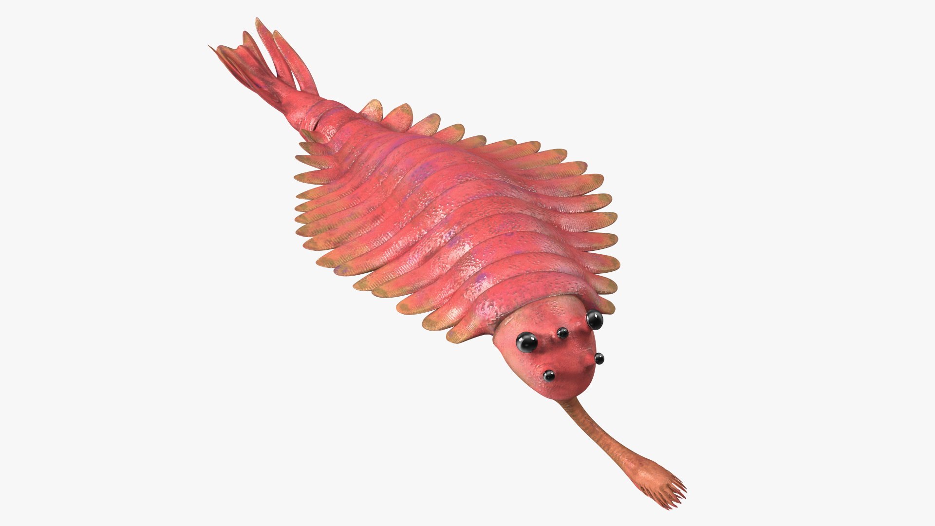 Pink Opabinia Swimming 3D model preview
