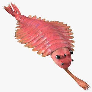 Pink Opabinia Swimming