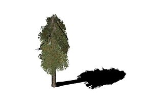 Pine Tree