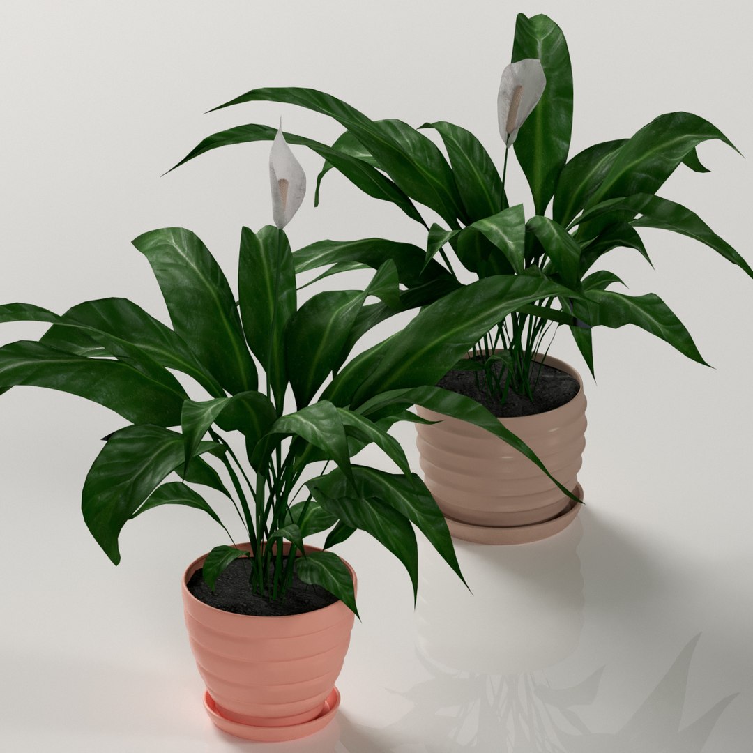 plant spathiphyllum indoor model https://p.turbosquid.com/ts-thumb/eb/Atcyty/IsLPZqPz/preview2/jpg/1566132478/1920x1080/fit_q87/191a6f143e0f144b5d95dee35a13fb6841f9278b/preview2.jpg