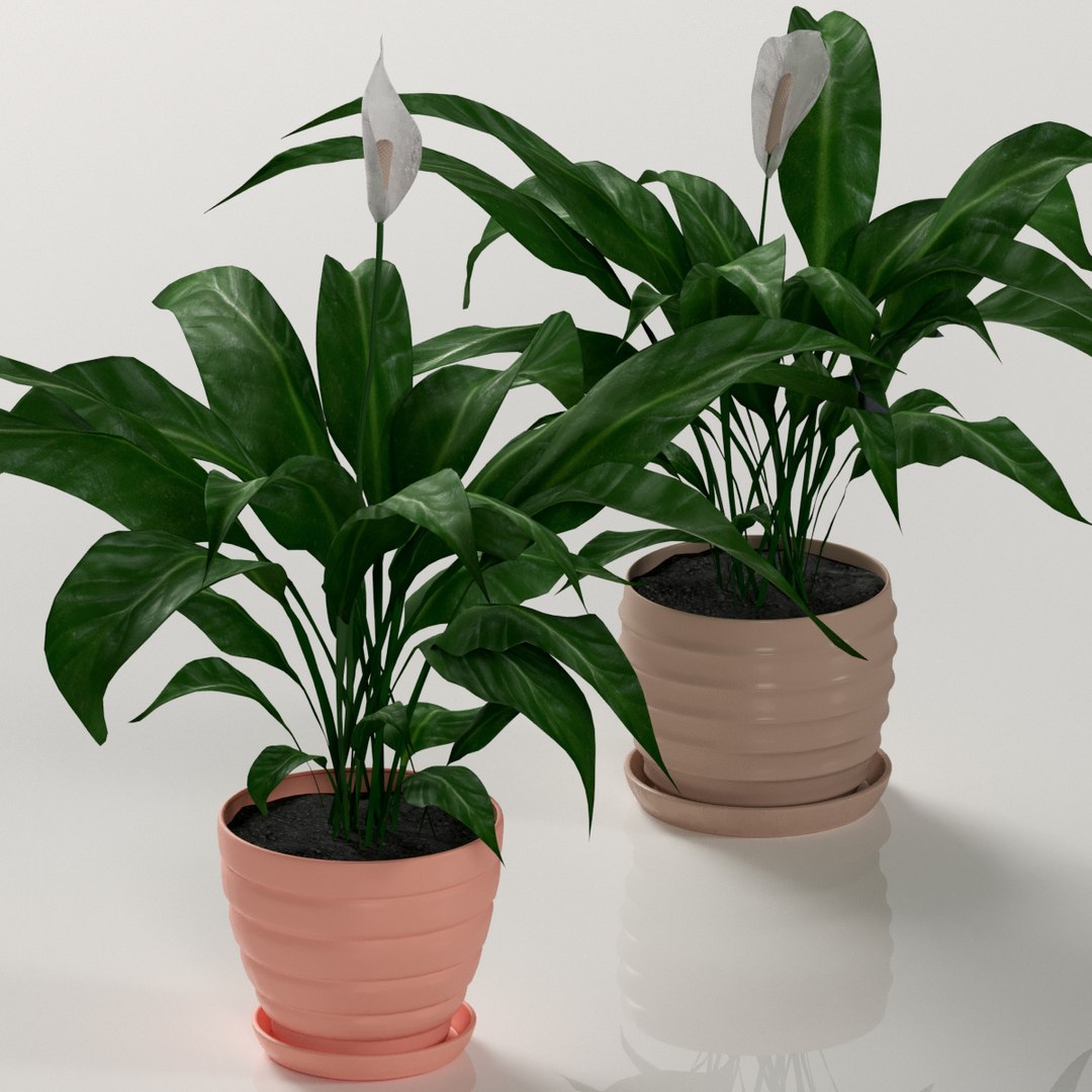 plant spathiphyllum indoor model https://p.turbosquid.com/ts-thumb/eb/Atcyty/LB7l4rOH/preview3/jpg/1566132478/1920x1080/fit_q87/d790e04871729637123a5ffc8167a2db5067cef7/preview3.jpg