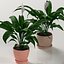 실내 식물 : Spathiphyllum